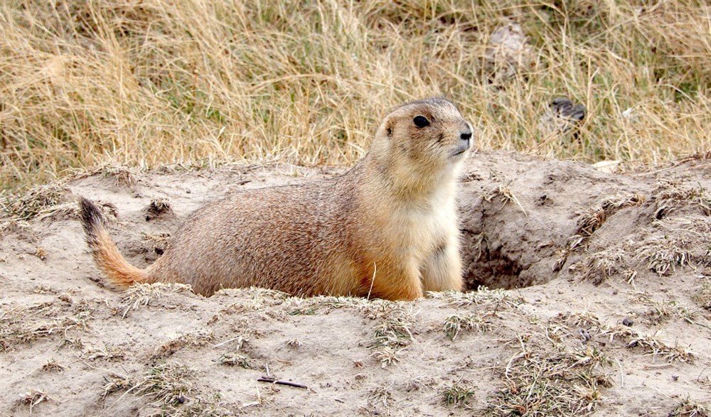 Black-tailed Prairie Dog